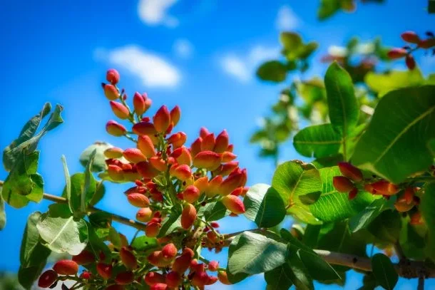 Marktbericht Öle und Fette_Mai2025