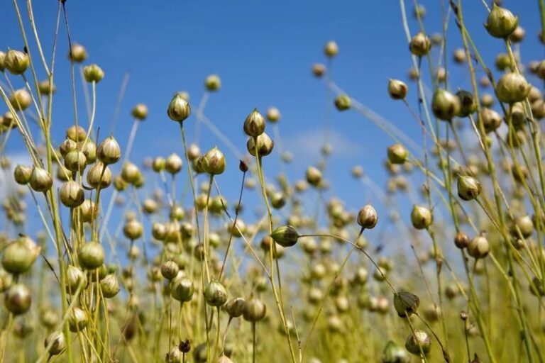 Marktbericht November Oele & Fette