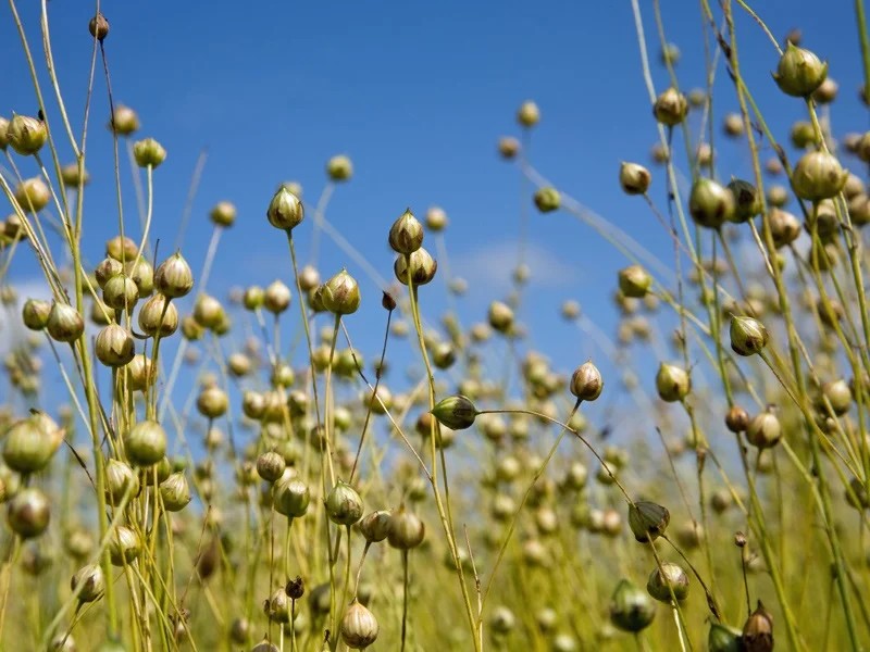 Marktbericht November Oele & Fettess-2-1 Marktbericht November Oele & Fette